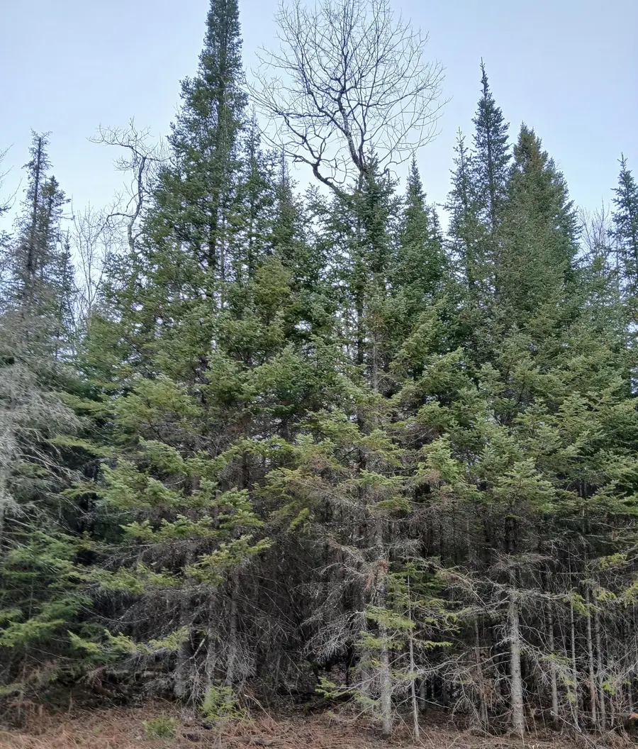 MI-357-1 Manhardt Rd #MI-357-1, Minocqua, WI 54548 - Image #3