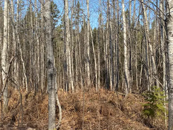 NEAR Maple Rd, Phillips, WI 54555