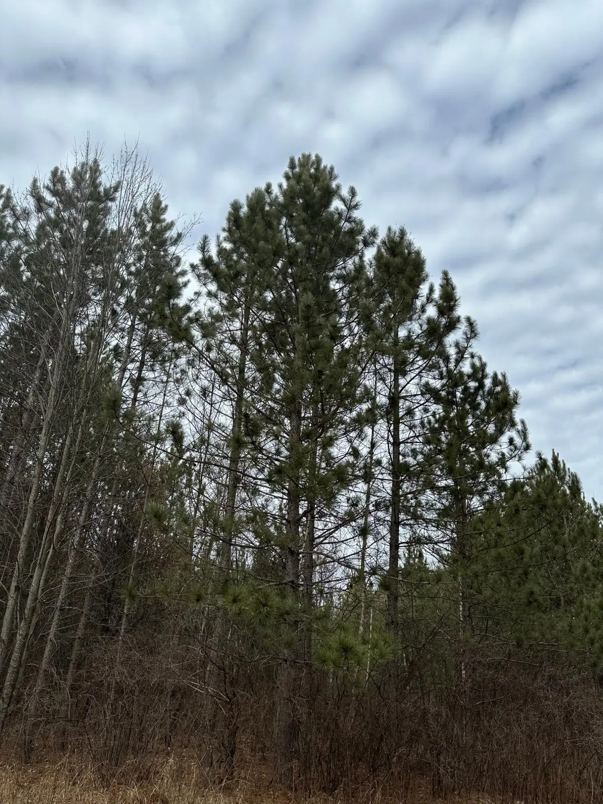 ON Cth G #Tract 2062, Pelican, WI 54457 - Image #1