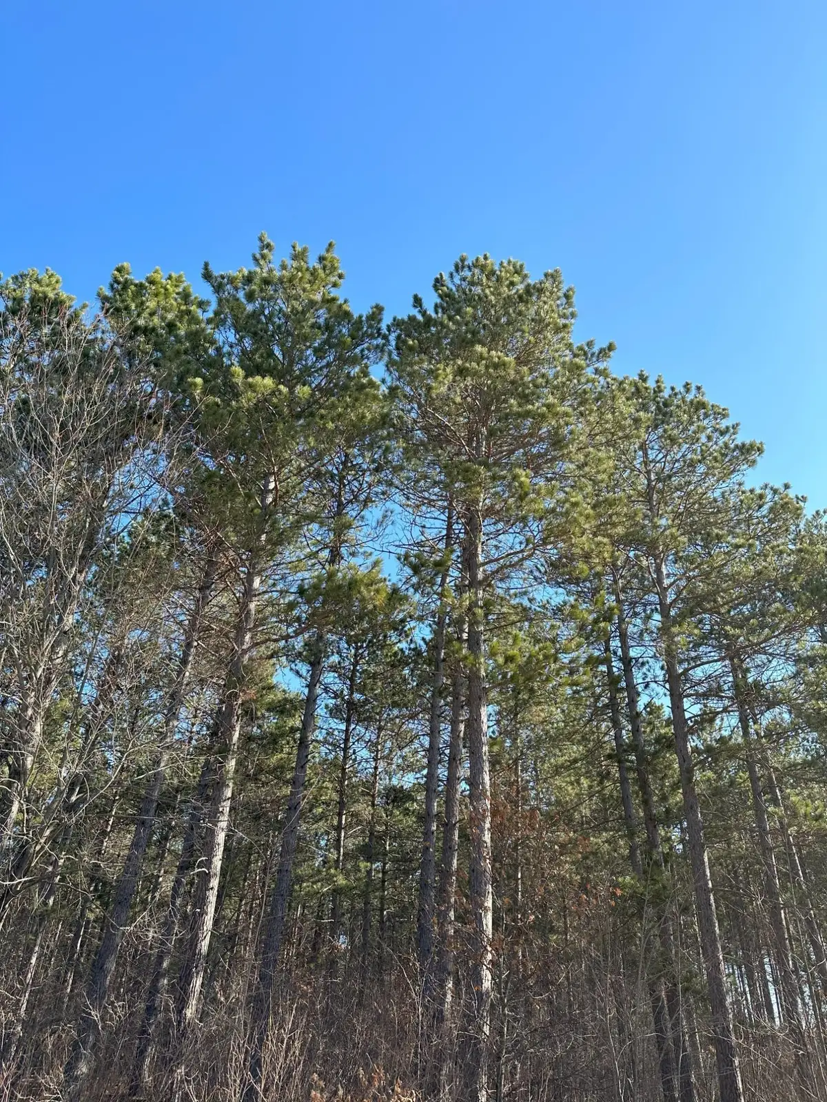 ON Spring Creek Dr #4080-5, Tomahawk, WI 54487 - Image #1