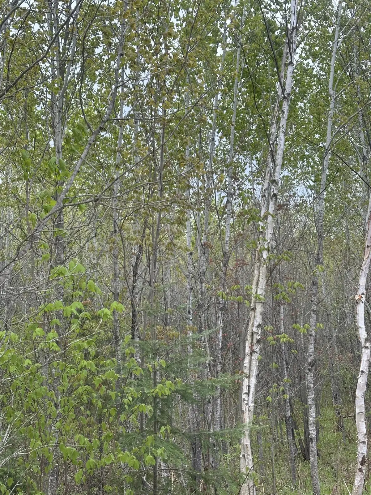 ON Long Shot Ln #4093-A, Minocqua, WI 54548 - #1