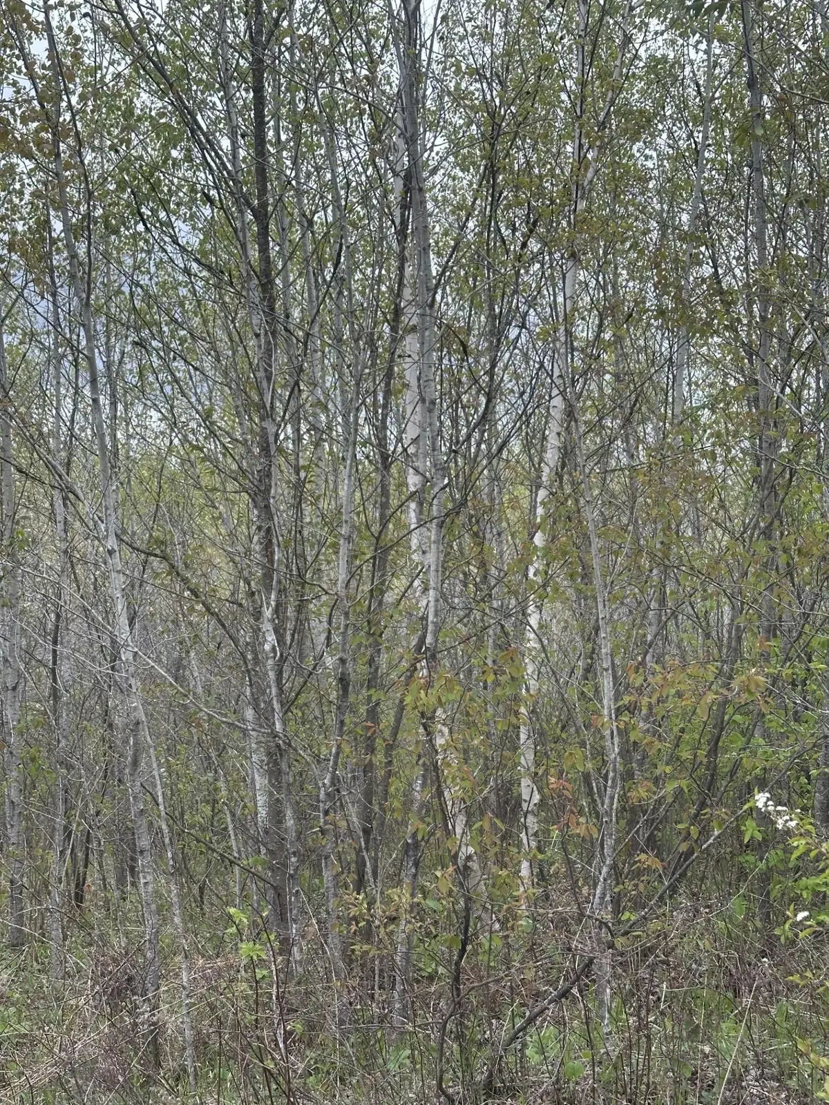 ON Long Shot Ln #4093-B, Minocqua, WI 54548 - #1