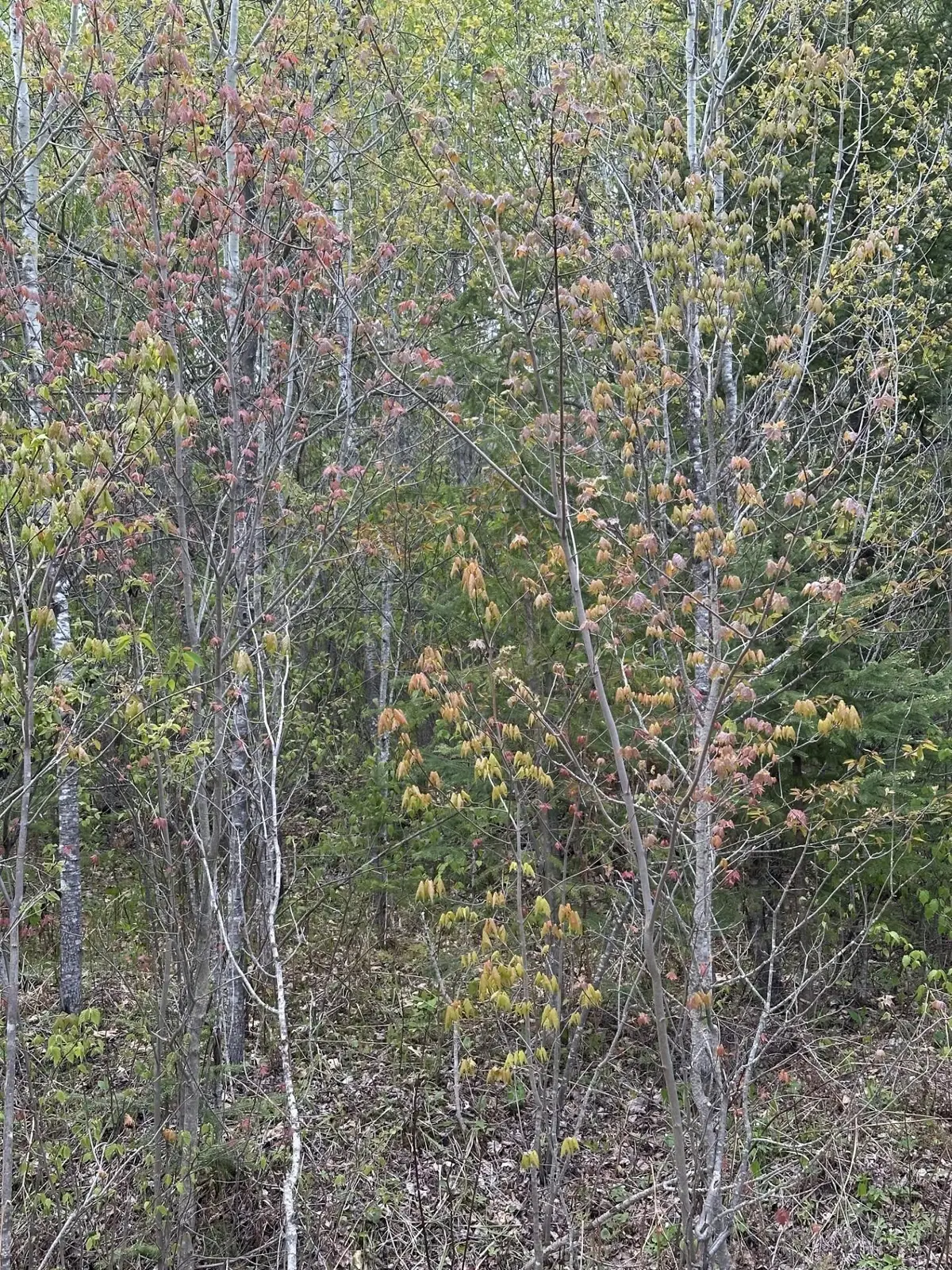 NEAR Camp Nine Rd #4093-D, Minocqua, WI 54548 - #1