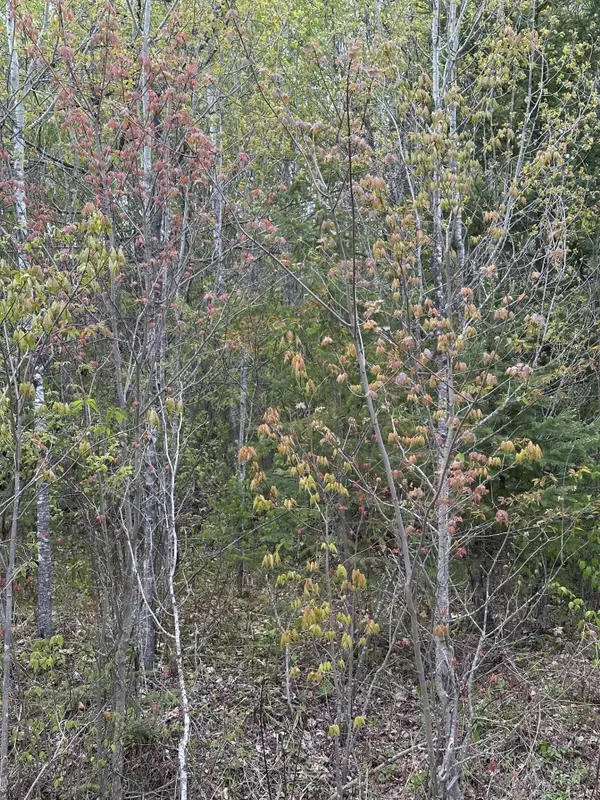 NEAR Camp Nine Rd #4093-D, Minocqua, WI 54548