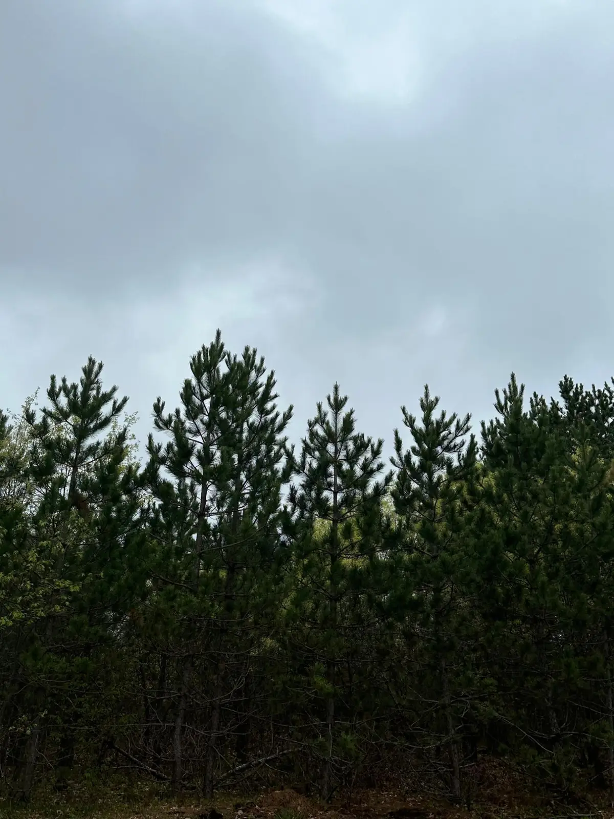 ON Cth Y #Lot 6, Tomahawk, WI 54487 - Image #1