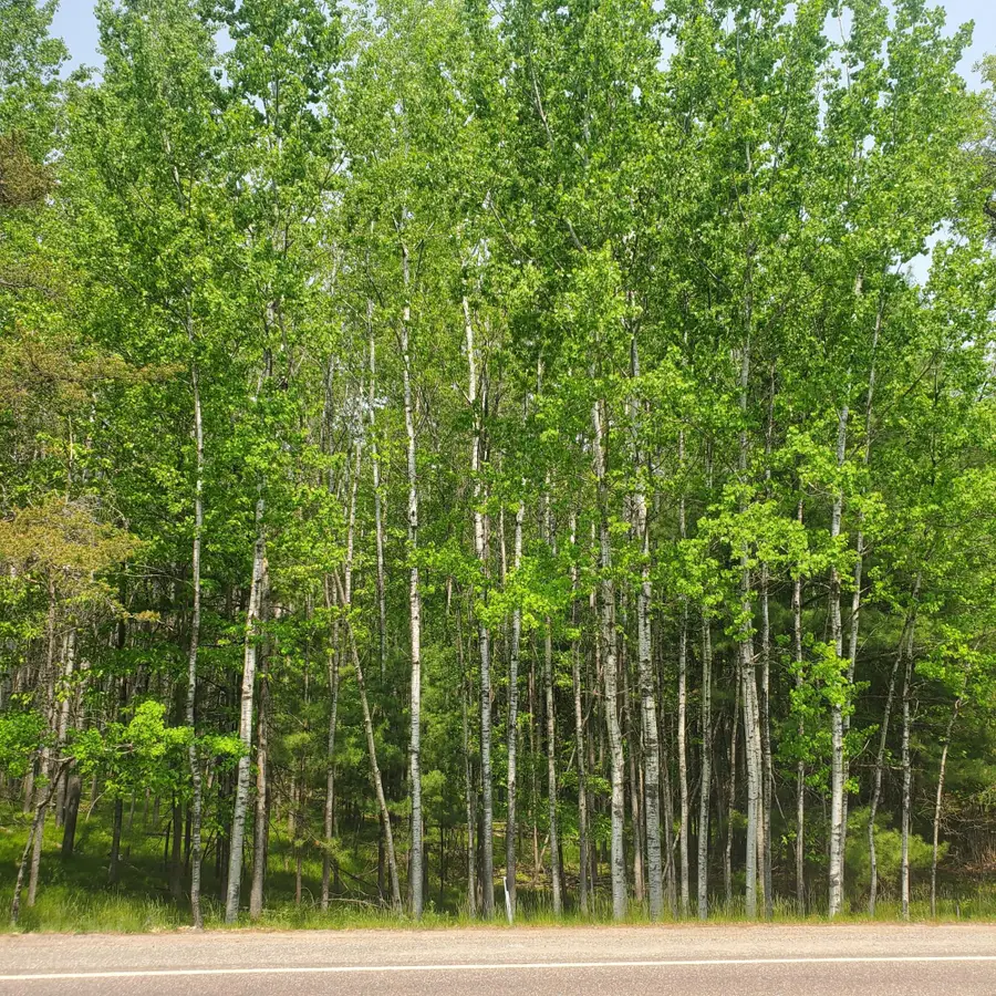 Off Cth J, Woodruff, WI 54568 - Image #2