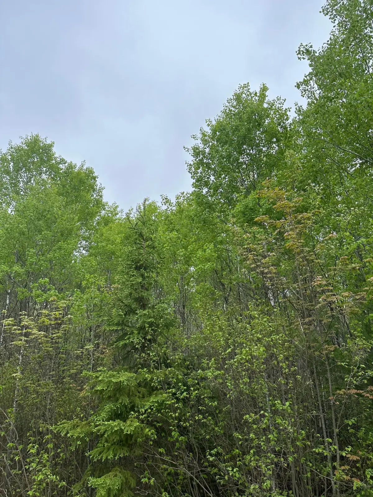 ON Burrows Lake Rd #Lot 9, Little Rice, WI 54887 - Image #1