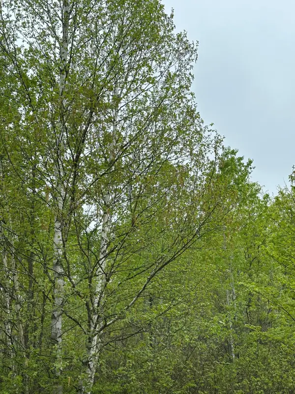 ON Kelly Fire Ln #Lot 2, Tomahawk, WI 54487