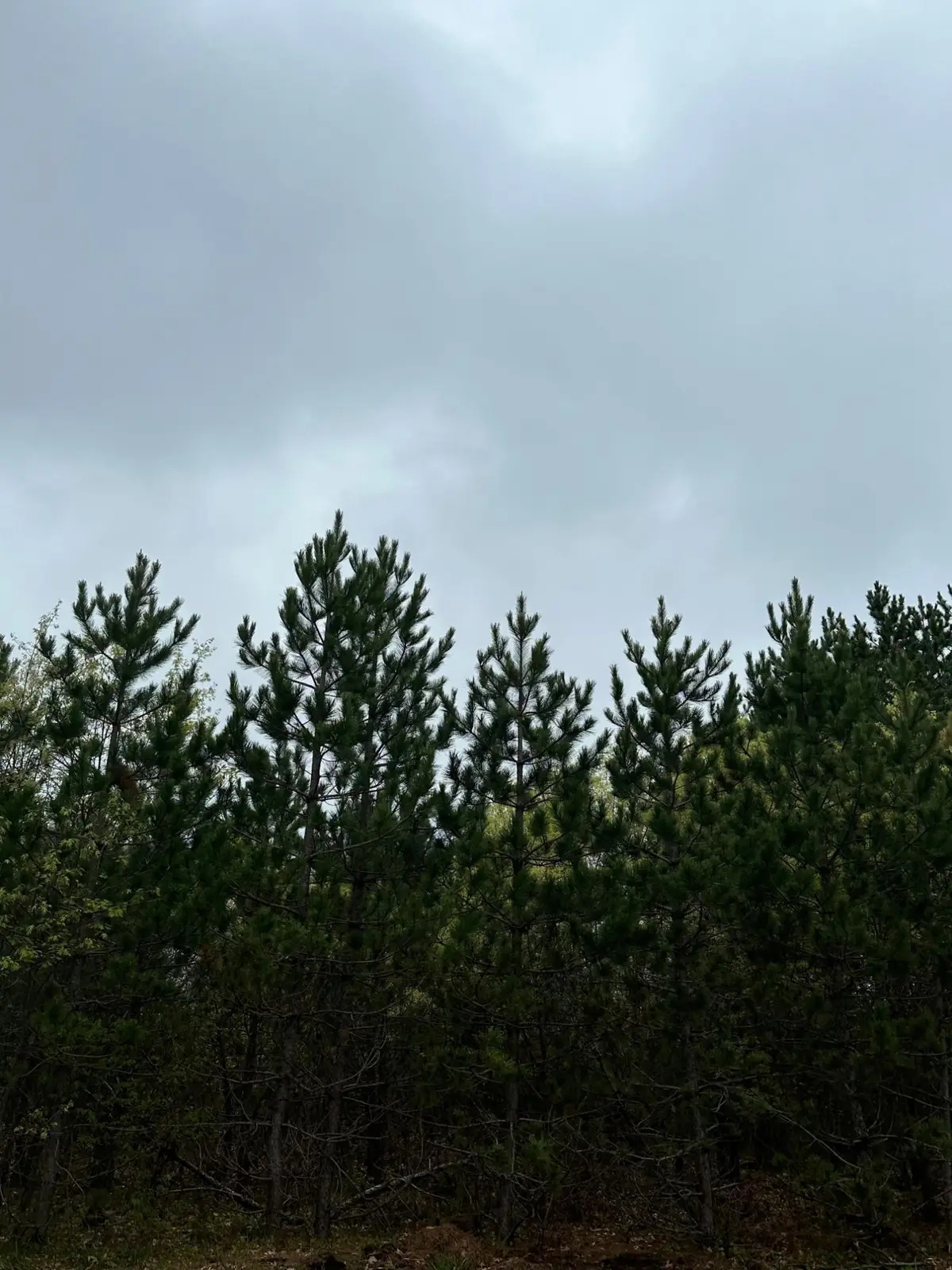 ON Kelly Fire Ln #Lot 6, Tomahawk, WI 54487 - Image #1