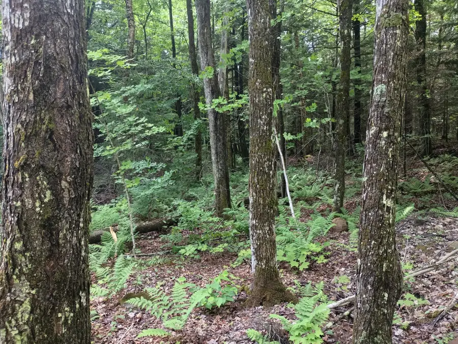 ON Camp K Rd #76.95 ac, Glidden, WI 54527 - Image #2