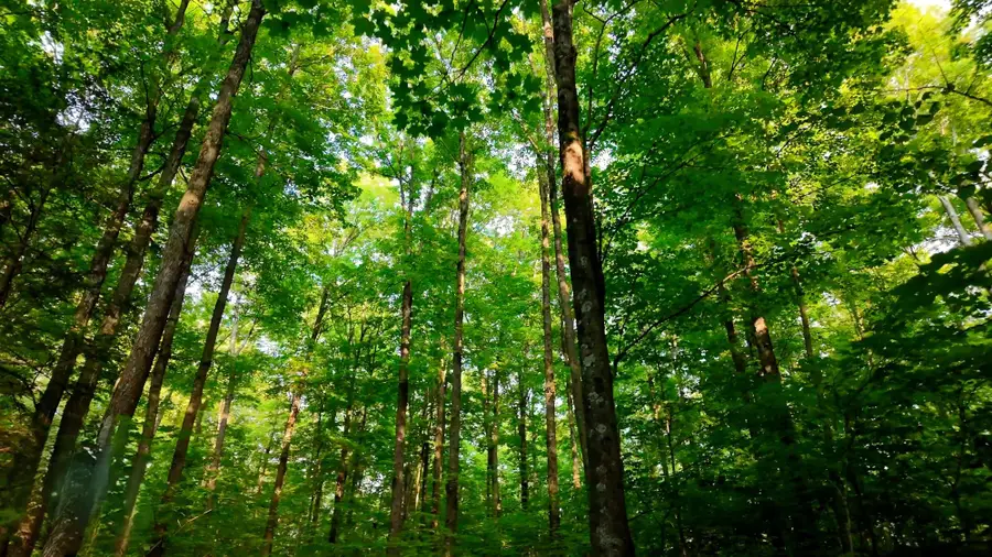 LOTS 8/9 Tower Rd, Crandon, WI 54520 - Image #2