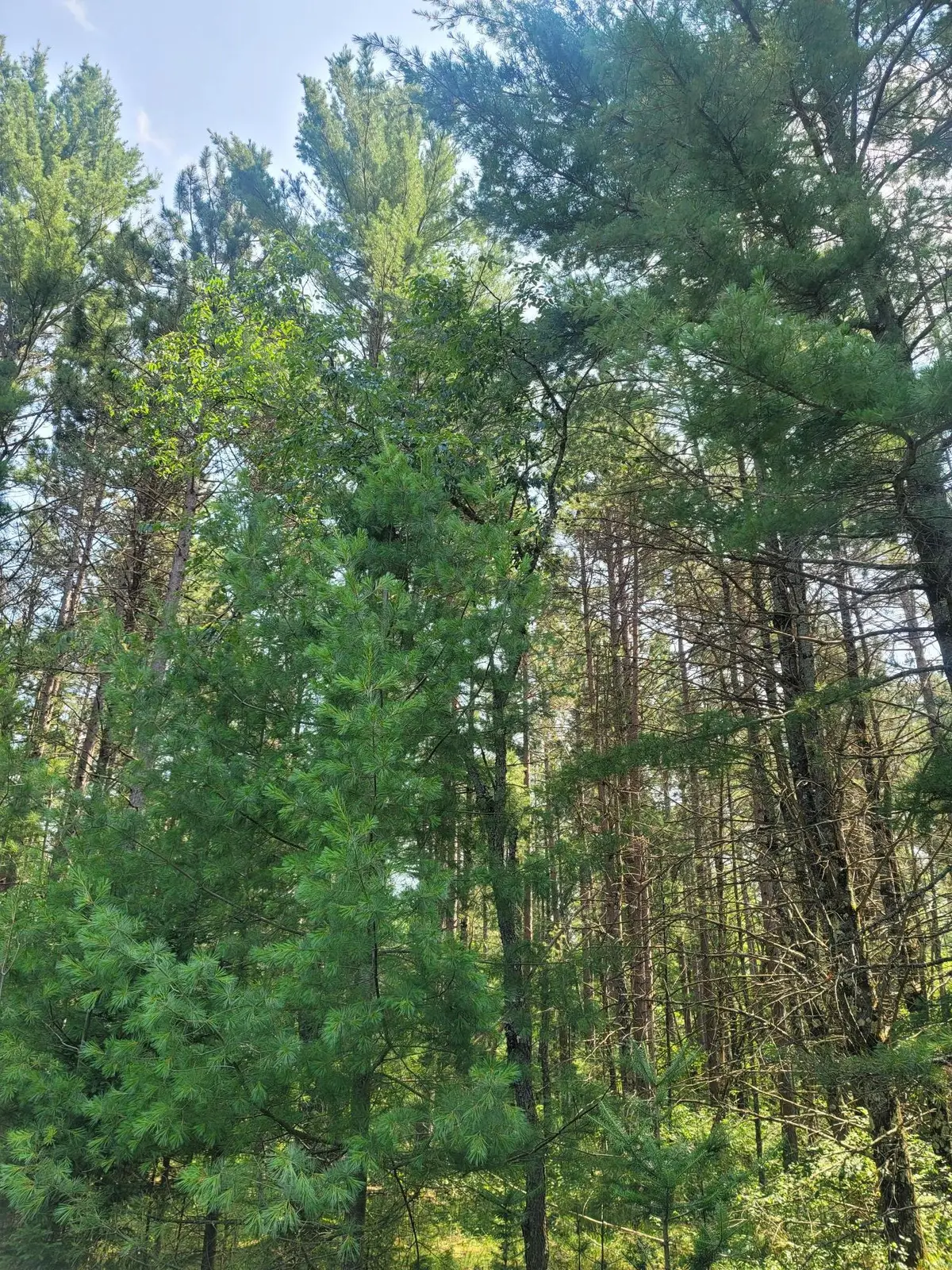 off Blue Lake Rd, Minocqua, WI 54548 - #1