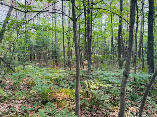 Lot 3 Carlson Rd, Land O Lakes, WI 54540