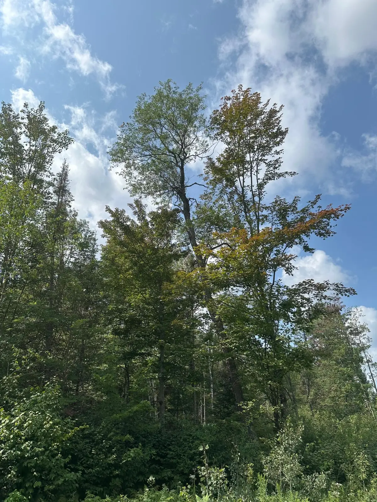 ON Malvern Fire Ln, Rhinelander, WI 54501 - Image #1