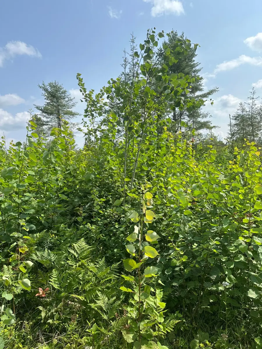 ON Malvern Fire Ln, Rhinelander, WI 54501 - Image #2