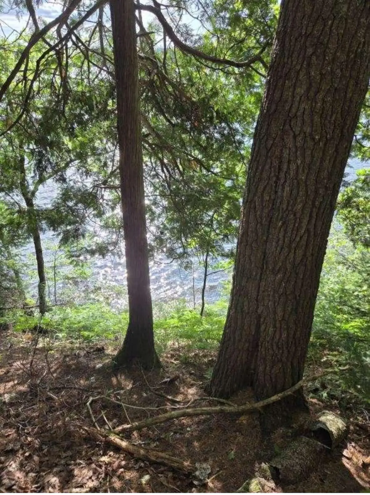 TBD Paint Lake Rd W, Iron River, MI 49935 - Image #1