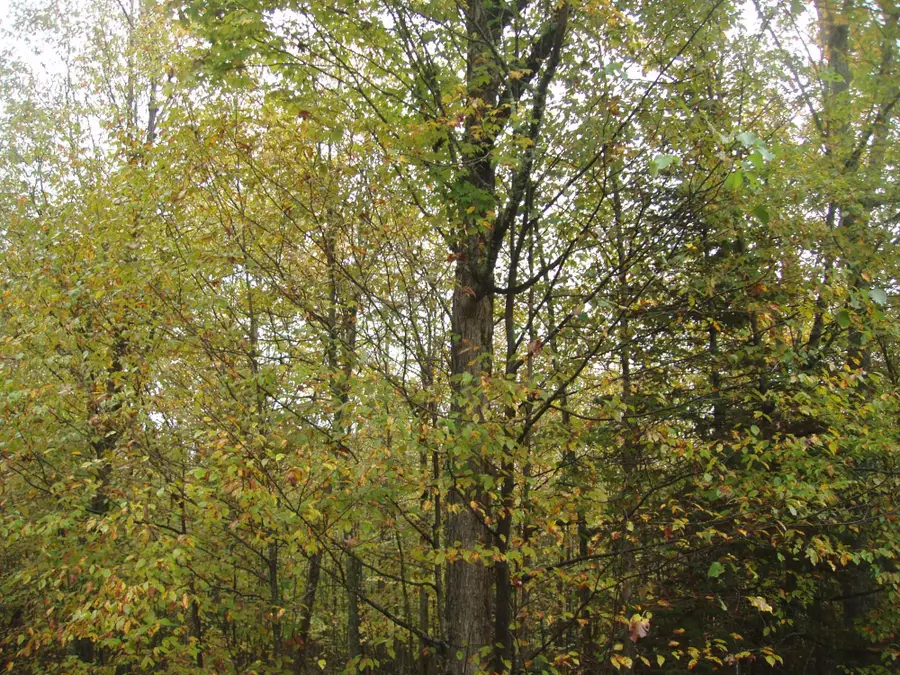 ON Bass Lake Rd #80+/- A, Park Falls, WI 54552 - Image #2