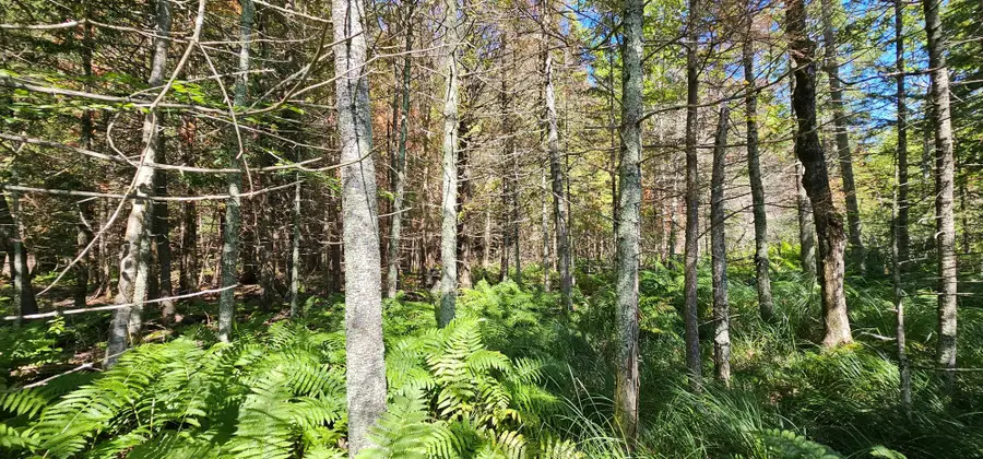 Lot3 off Golf Course Dr, Mercer, WI 54547 - Image #3