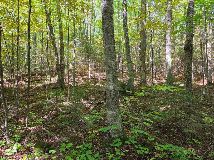 ON Moonshine Valley Rd #2AC, Presque Isle, WI 54557 - Image #3