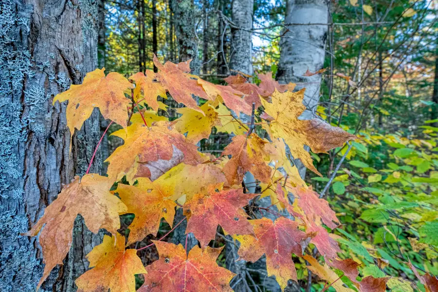 Off Turtle Lake Rd S #S5, Winchester, WI 54557 - Image #2