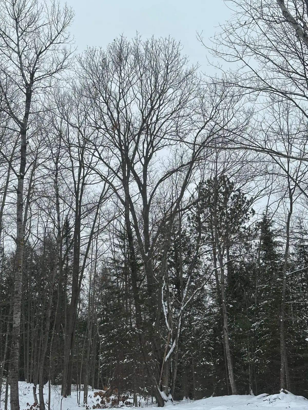 ON Hwy 17, Rhinelander, WI 54501 - Image #1