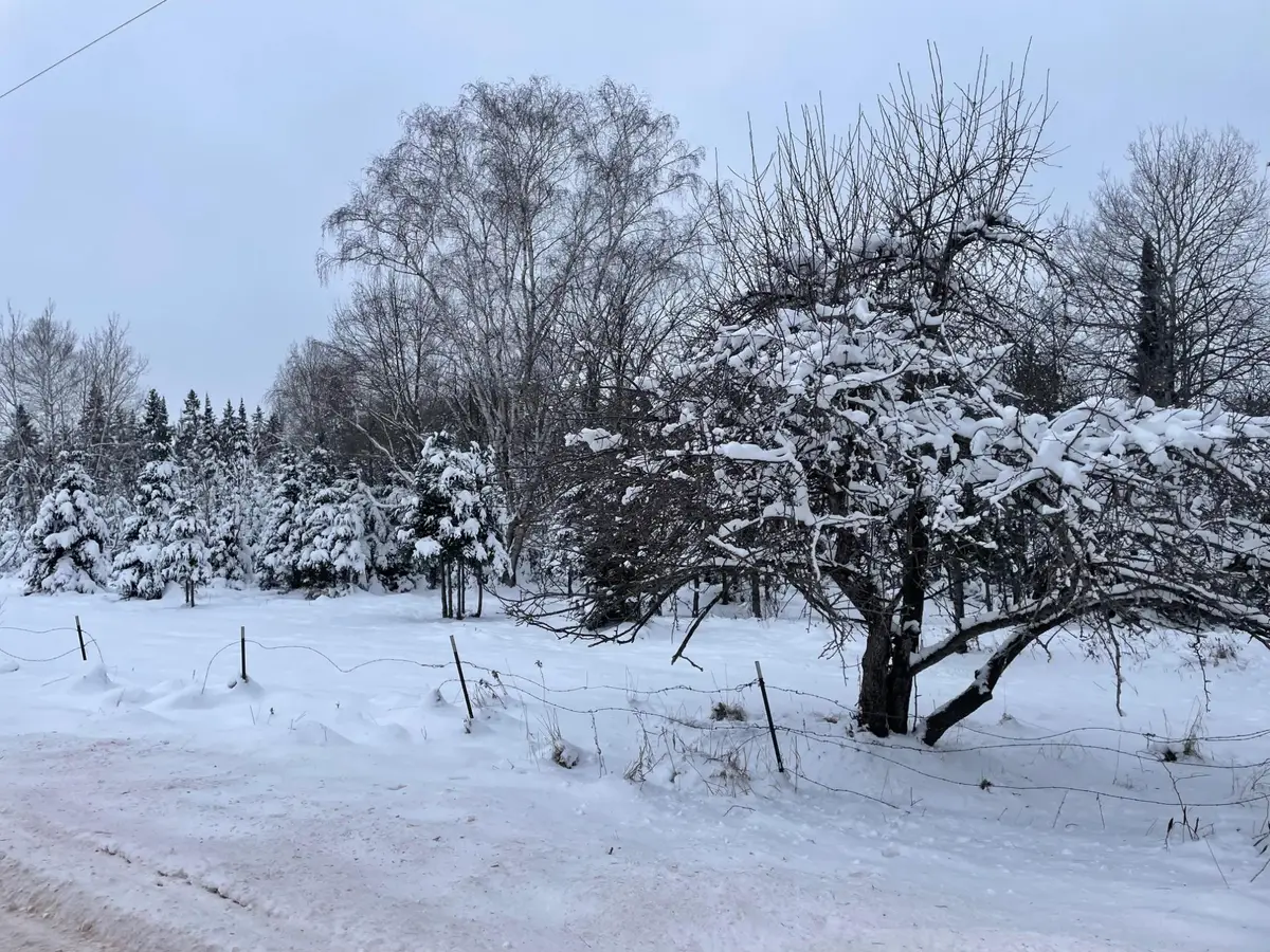 ON Cth F #20 +/- A, Butternut, WI 54514 - Image #1