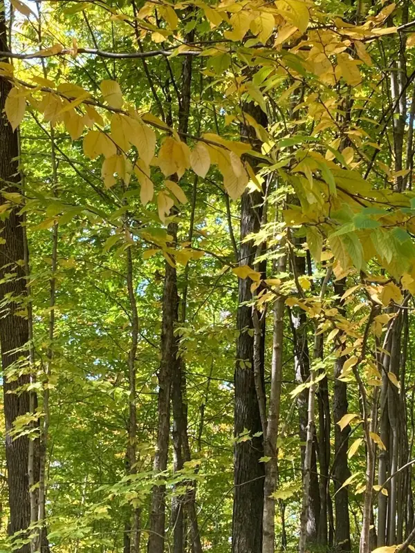 ON Stevens Rd #Tract 4050, Tomahawk, WI 53051