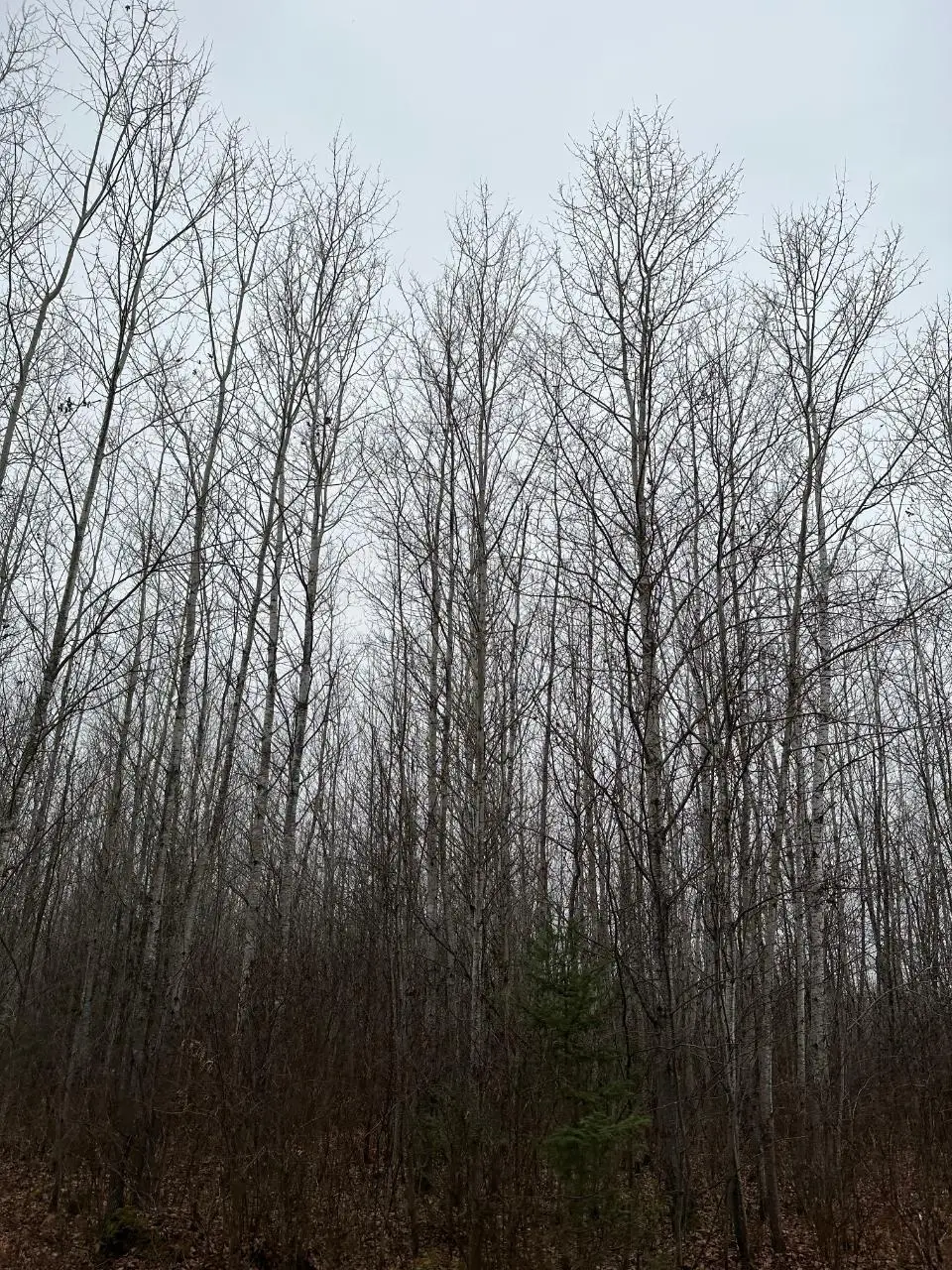 ON Burrows Lake Rd #4067-E, Tomahawk, WI 54487 - Image #1