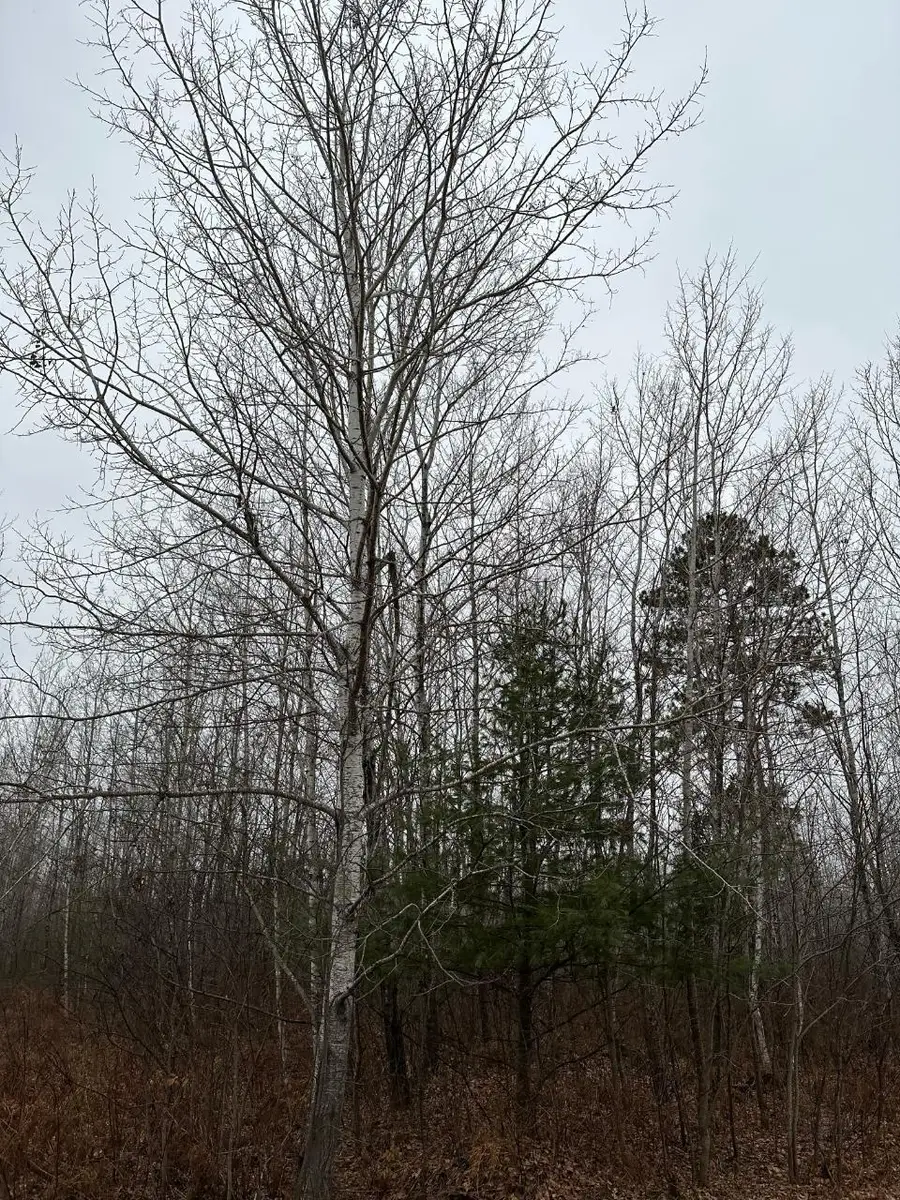 ON Burrows Lake Rd #4067-E, Tomahawk, WI 54487 - Image #2