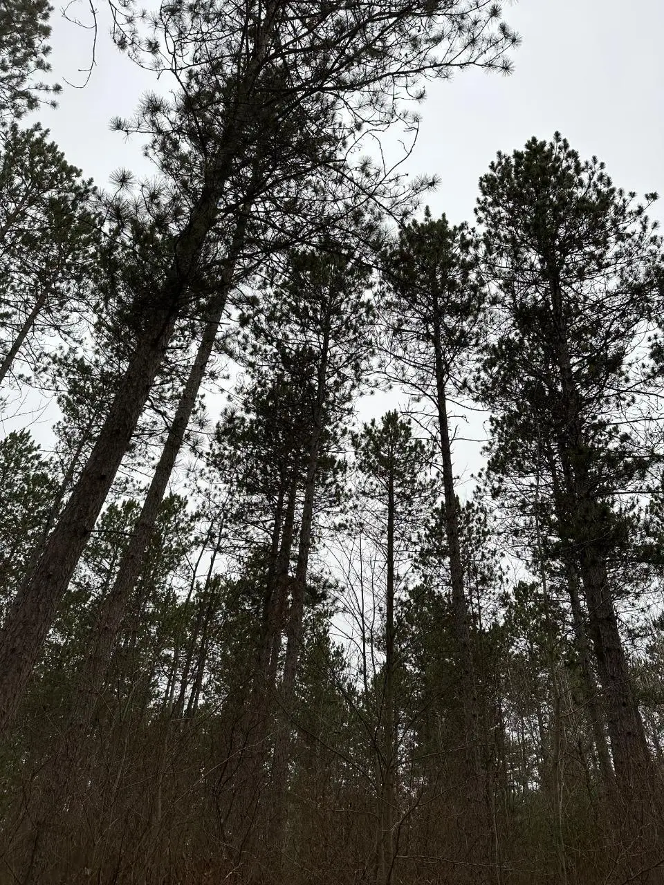 ON Swamp Creek Rd #4069-5, Nokomis, WI 59736 - Image #1