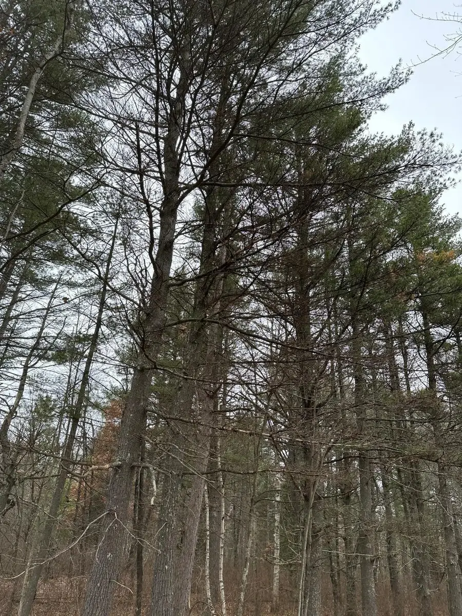 ON Swamp Creek Rd #4069-5, Nokomis, WI 59736 - Image #2