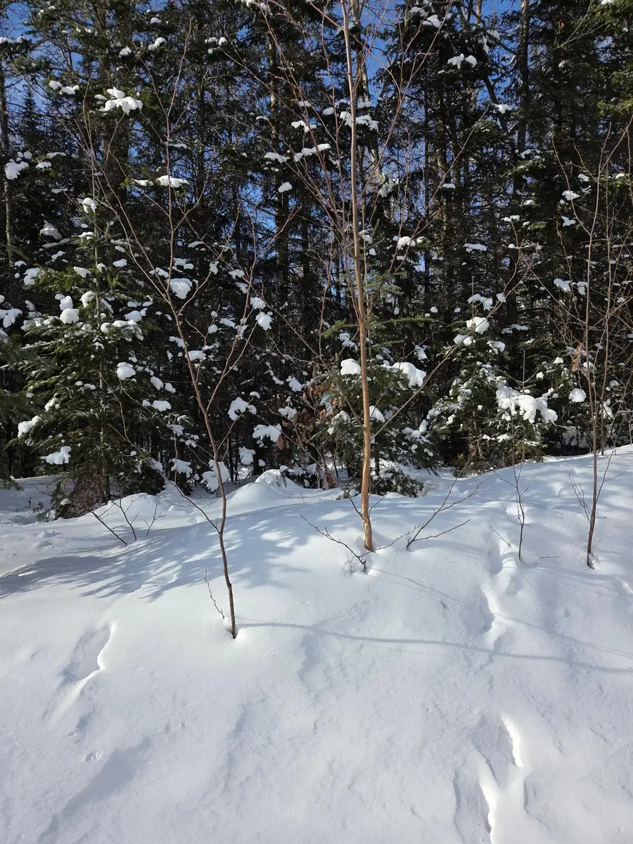 ON Northwoods Ln #Lot 1, Elcho, WI 54428 - Image #3