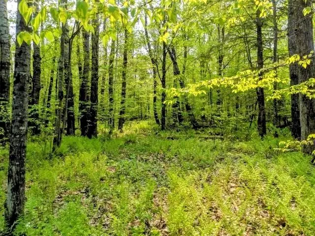 Lot 7 Pixley Wilderness West Rd, Park Falls, WI 54552 - Image #3