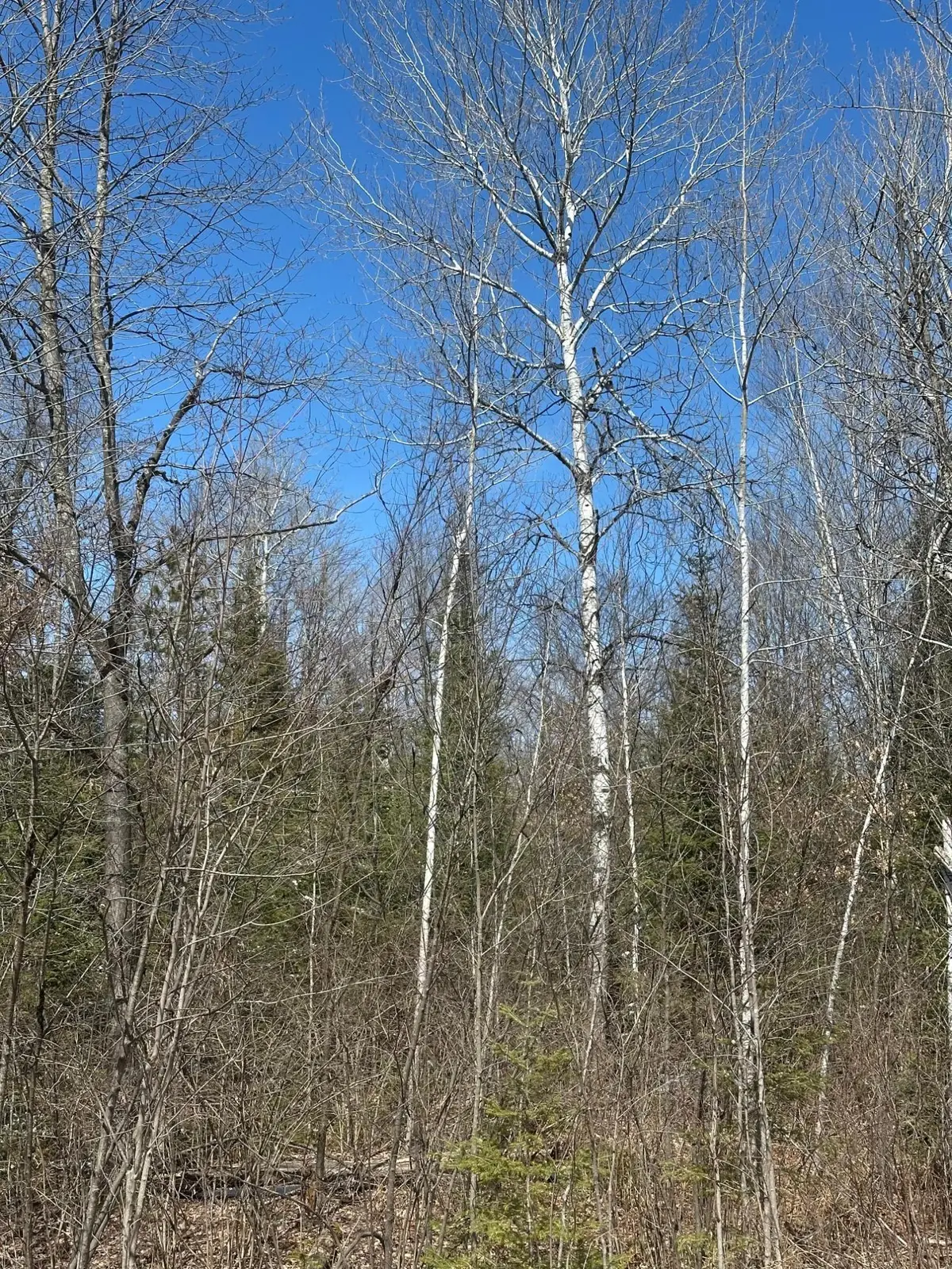 NEAR Meister Stockley Rd #Tract 8422, Rhinelander, WI 54501 - Image #1