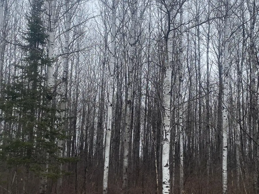 ON Cth E, Tomahawk, WI 54487 - Image #3