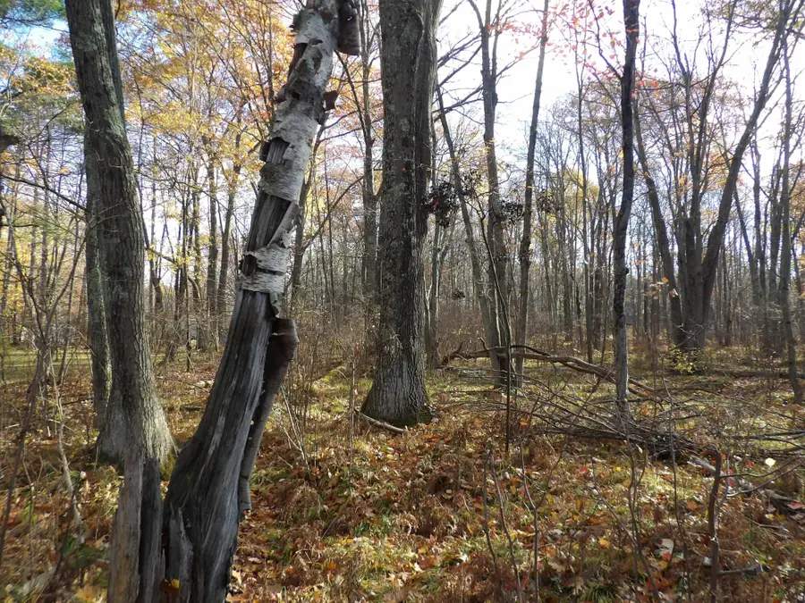 Lot 24 Marie Ln, Minocqua, WI 54548 - #3