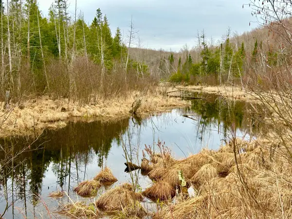 ON Berry Ln #20 ACRES, Crandon, WI 54520