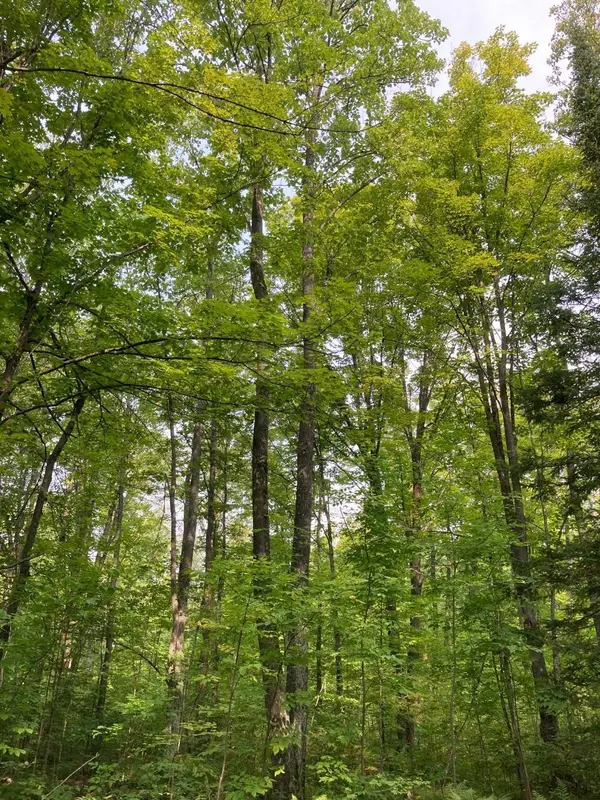 ON Hwy 52 #Tract 8251, Antigo, WI 54409