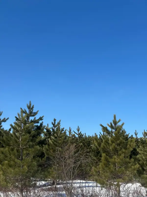 ON Burrows Lake Rd #Lot 1, Tomahawk, WI 54487