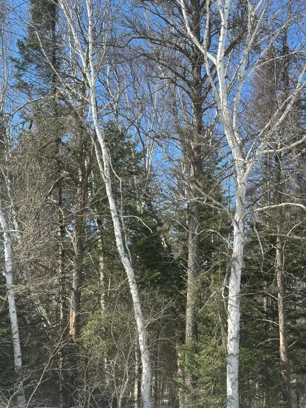 ON Burrows Lake Rd #Lot 2, Tomahawk, WI 54487