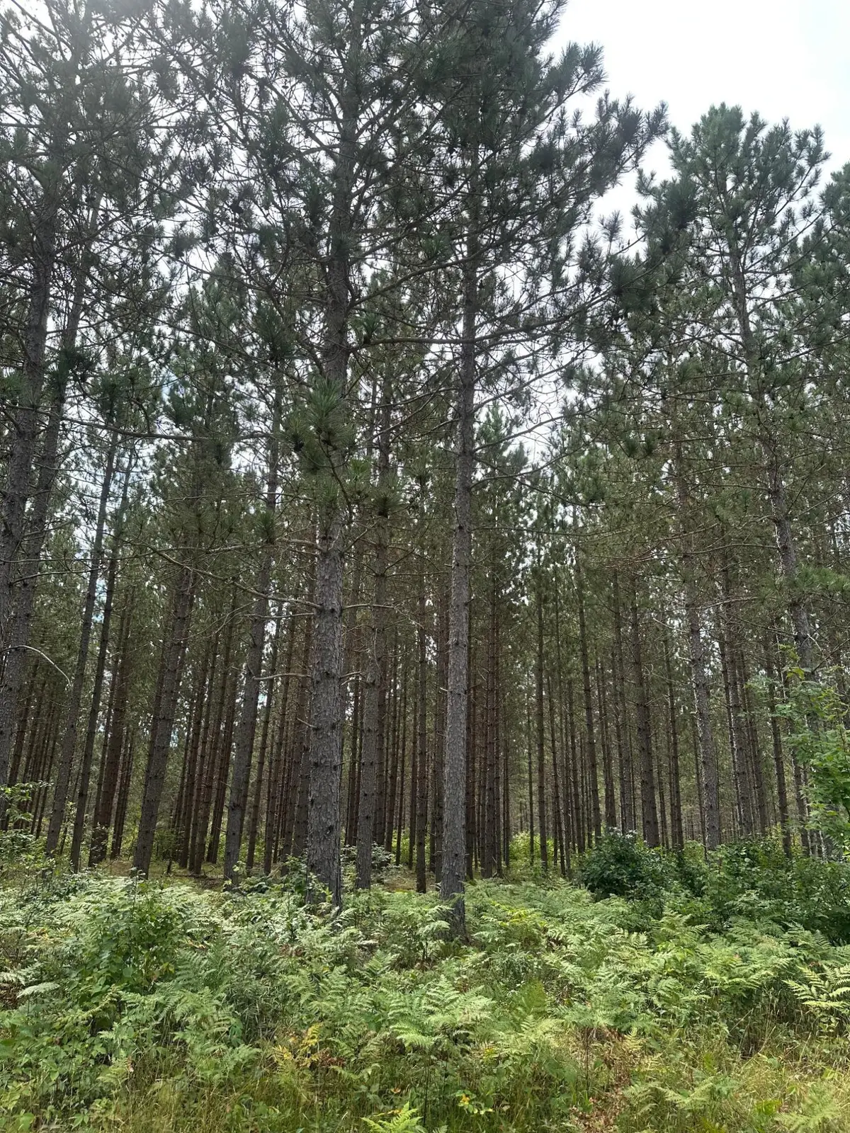 ON Lee Rd #Lot 2, Tomahawk, WI 54487 - #1