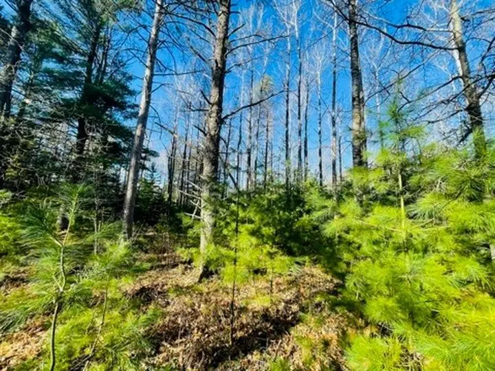 Lot #3 Yellow Birch Rd, Presque Isle, WI 54557 - #1
