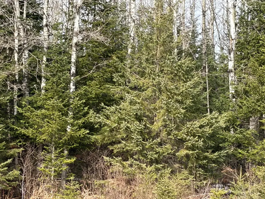 ON Cth F, Park Falls, WI 54552 - #3