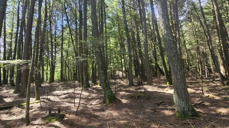 Lot 2 Staehling Rd, Three Lakes, WI 54562 - #3