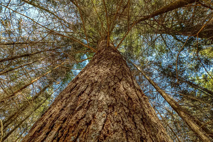 ON Hwy 17, Sugar Camp, WI 54521 - #2