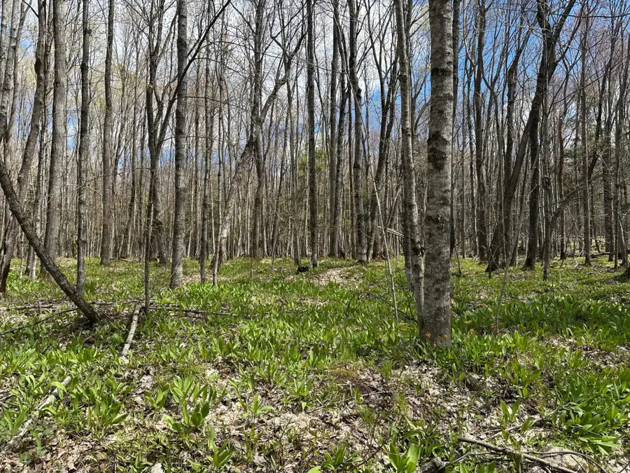 Lot 3 Shore Rd E, Marenisco, MI 49947 - #2