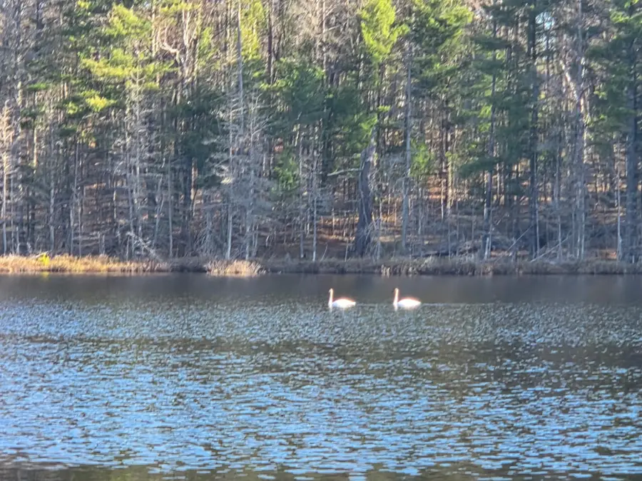 2814 Pickerel Lake Rd, Eagle River, WI 54521 - #3
