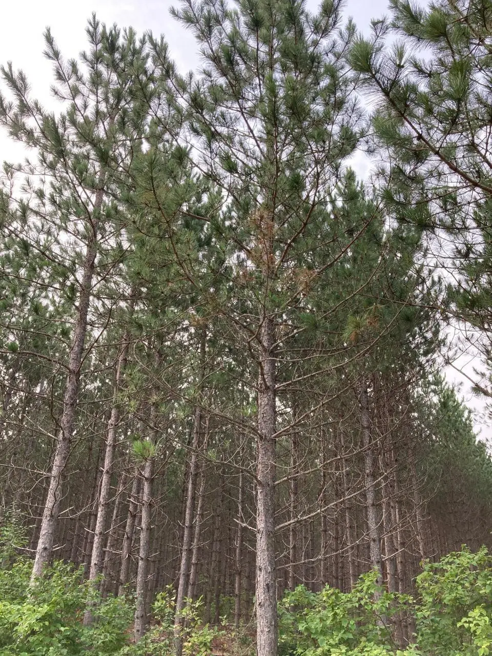 ON Kjar Rd, Tomahawk, WI 54487 - #1