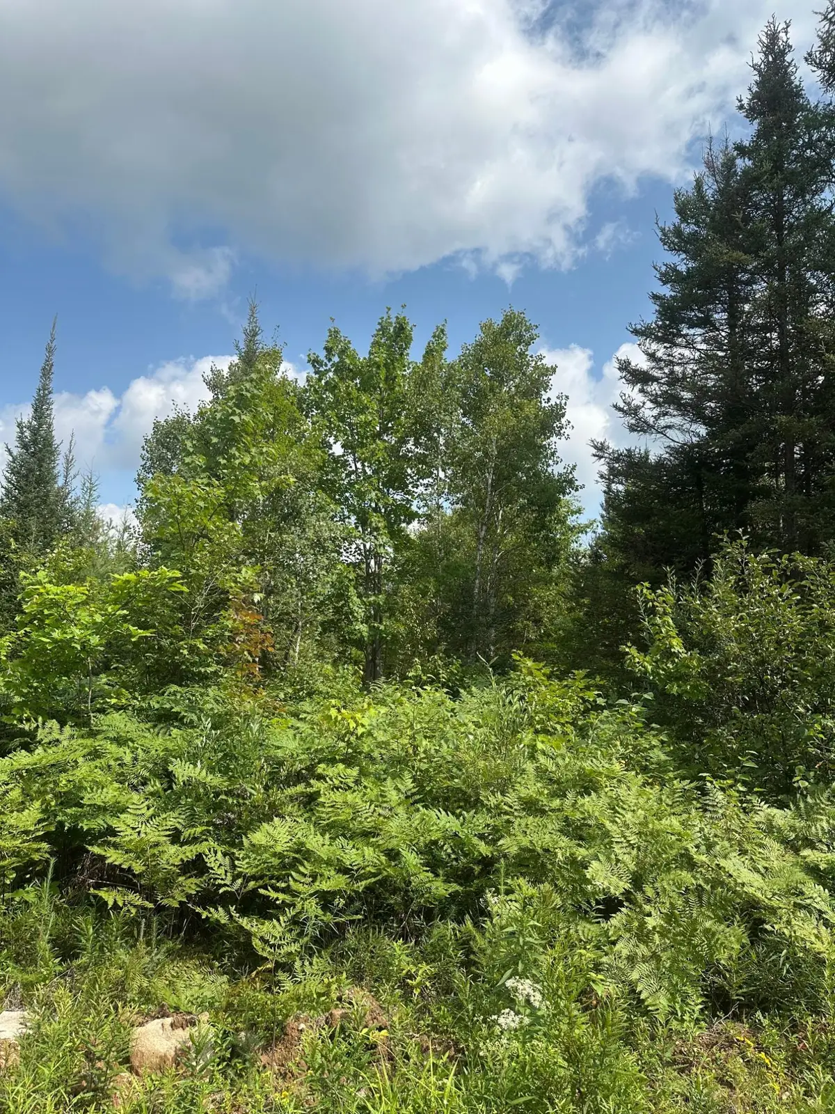 ON Malvern Fire Ln, Rhinelander, WI 54501 - #1