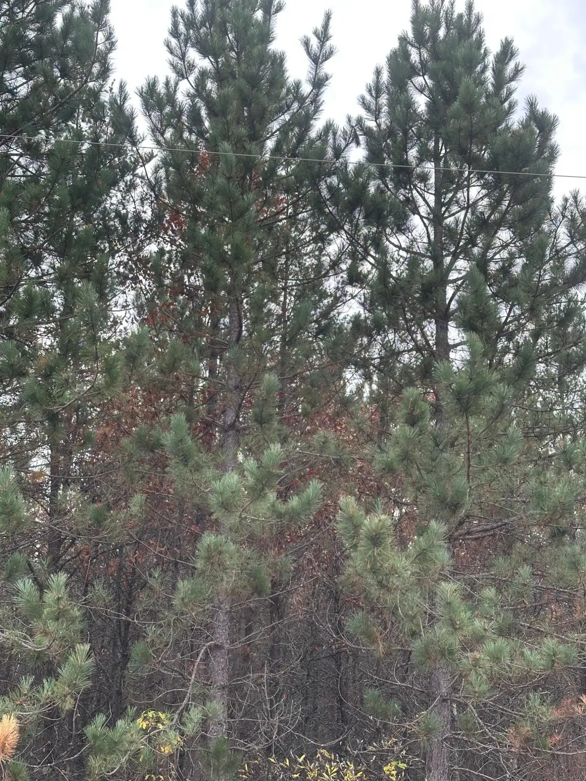ON Cth Y, Tomahawk, WI 54487 - #1
